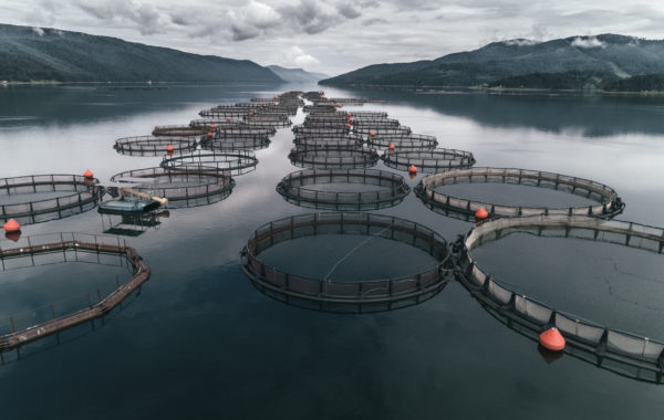Drone point of view over a large fish farm, organic aquaculture and freshwater fishing.